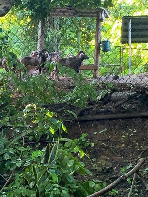 Zoologico - Mayaguez - presuntas condiciones en que se encuentran las facilidades - Foto suministrada 4 - junio 25 2020